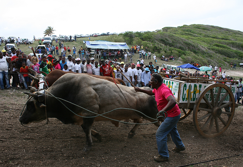 Concours de bœufs tirants sur le site de l'Anse Laborde